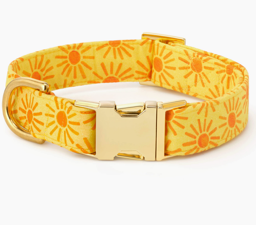 Here Comes The Sun Dog Collar - Foggy Dog