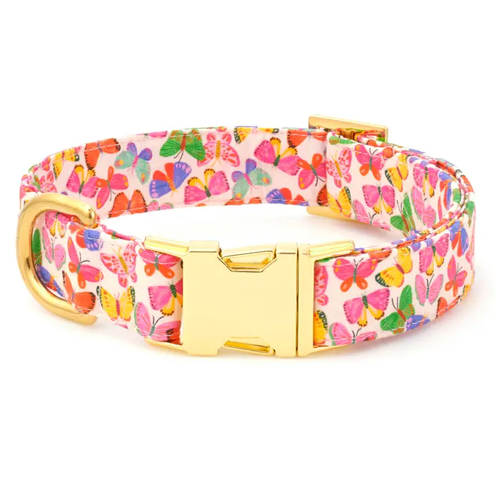 Bright Butterfly Dog Collar - Foggy Dog